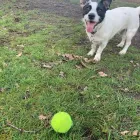 Business 88 image TAILS & TOE BEANS LTD Pets & Animals in Rayleigh Es