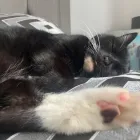 Business 89 image TAILS & TOE BEANS LTD Pets & Animals in Rayleigh Es