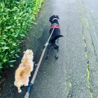 Business 93 image TAILS & TOE BEANS LTD Pets & Animals in Rayleigh Es