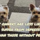 Business 96 image TAILS & TOE BEANS LTD Pets & Animals in Rayleigh Es