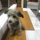 Business 74 image THE FLOOR STORE Flooring Contractors in Stoke-On-Trent Sts