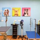 Business 3 image THE GROOM ROOM CANNOCK Pets & Animals in CANNOCK St