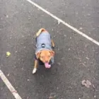 Business 3 image THE HOUND HOUSE Pets & Animals in Manchester Gr