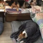 Business 5 image THE HOUND HOUSE Pets & Animals in Manchester Gr