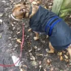 Business 7 image THE HOUND HOUSE Pets & Animals in Manchester Gr