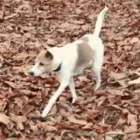 Business 8 image THE HOUND HOUSE Pets & Animals in Manchester Gr