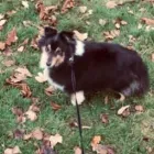 Business 15 image THE HOUND HOUSE Pets & Animals in Manchester Gr