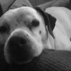 Business 19 image THE HOUND HOUSE Pets & Animals in Manchester Gr