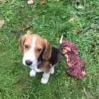 Business 28 image THE HOUND HOUSE Pets & Animals in Manchester Gr