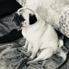 Business 29 image THE HOUND HOUSE Pets & Animals in Manchester Gr