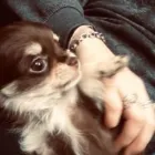 Business 30 image THE HOUND HOUSE Pets & Animals in Manchester Gr