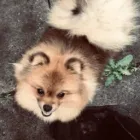 Business 31 image THE HOUND HOUSE Pets & Animals in Manchester Gr