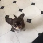 Business 33 image THE HOUND HOUSE Pets & Animals in Manchester Gr