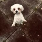 Business 35 image THE HOUND HOUSE Pets & Animals in Manchester Gr