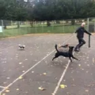 Business 36 image THE HOUND HOUSE Pets & Animals in Manchester Gr