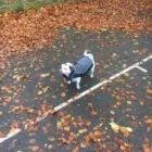 Business 39 image THE HOUND HOUSE Pets & Animals in Manchester Gr