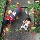 Business 42 image THE HOUND HOUSE Pets & Animals in Manchester Gr