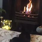 Business 47 image THE HOUND HOUSE Pets & Animals in Manchester Gr