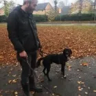 Business 48 image THE HOUND HOUSE Pets & Animals in Manchester Gr