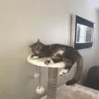 Business 1 image THE MIDLANDS PET NANNY Pets & Animals in Coalville Le