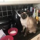 Business 3 image THE MIDLANDS PET NANNY Pets & Animals in Coalville Le