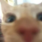 Business 8 image THE MIDLANDS PET NANNY Pets & Animals in Coalville Le