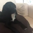 Business 11 image THE MIDLANDS PET NANNY Pets & Animals in Coalville Le