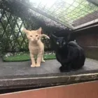 Business 15 image THE MIDLANDS PET NANNY Pets & Animals in Coalville Le