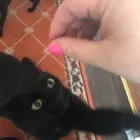 Business 17 image THE MIDLANDS PET NANNY Pets & Animals in Coalville Le