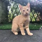 Business 19 image THE MIDLANDS PET NANNY Pets & Animals in Coalville Le