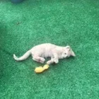 Business 22 image THE MIDLANDS PET NANNY Pets & Animals in Coalville Le