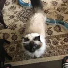 Business 24 image THE MIDLANDS PET NANNY Pets & Animals in Coalville Le