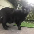 Business 25 image THE MIDLANDS PET NANNY Pets & Animals in Coalville Le