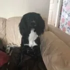 Business 27 image THE MIDLANDS PET NANNY Pets & Animals in Coalville Le