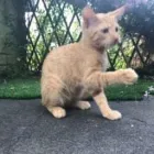 Business 28 image THE MIDLANDS PET NANNY Pets & Animals in Coalville Le