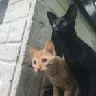 Business 29 image THE MIDLANDS PET NANNY Pets & Animals in Coalville Le