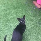 Business 30 image THE MIDLANDS PET NANNY Pets & Animals in Coalville Le