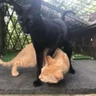 Business 32 image THE MIDLANDS PET NANNY Pets & Animals in Coalville Le