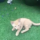 Business 33 image THE MIDLANDS PET NANNY Pets & Animals in Coalville Le