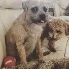 Business 37 image THE MIDLANDS PET NANNY Pets & Animals in Coalville Le