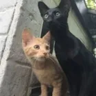 Business 38 image THE MIDLANDS PET NANNY Pets & Animals in Coalville Le