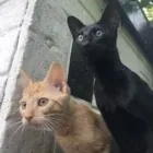 Business 39 image THE MIDLANDS PET NANNY Pets & Animals in Coalville Le