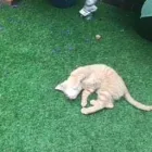 Business 40 image THE MIDLANDS PET NANNY Pets & Animals in Coalville Le