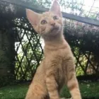 Business 42 image THE MIDLANDS PET NANNY Pets & Animals in Coalville Le