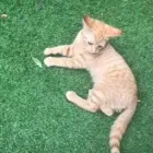 Business 44 image THE MIDLANDS PET NANNY Pets & Animals in Coalville Le