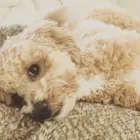 Business 45 image THE MIDLANDS PET NANNY Pets & Animals in Coalville Le