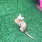 Business 47 image THE MIDLANDS PET NANNY Pets & Animals in Coalville Le