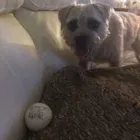 Business 49 image THE MIDLANDS PET NANNY Pets & Animals in Coalville Le