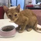 Business 51 image THE MIDLANDS PET NANNY Pets & Animals in Coalville Le