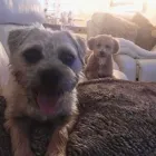 Business 57 image THE MIDLANDS PET NANNY Pets & Animals in Coalville Le